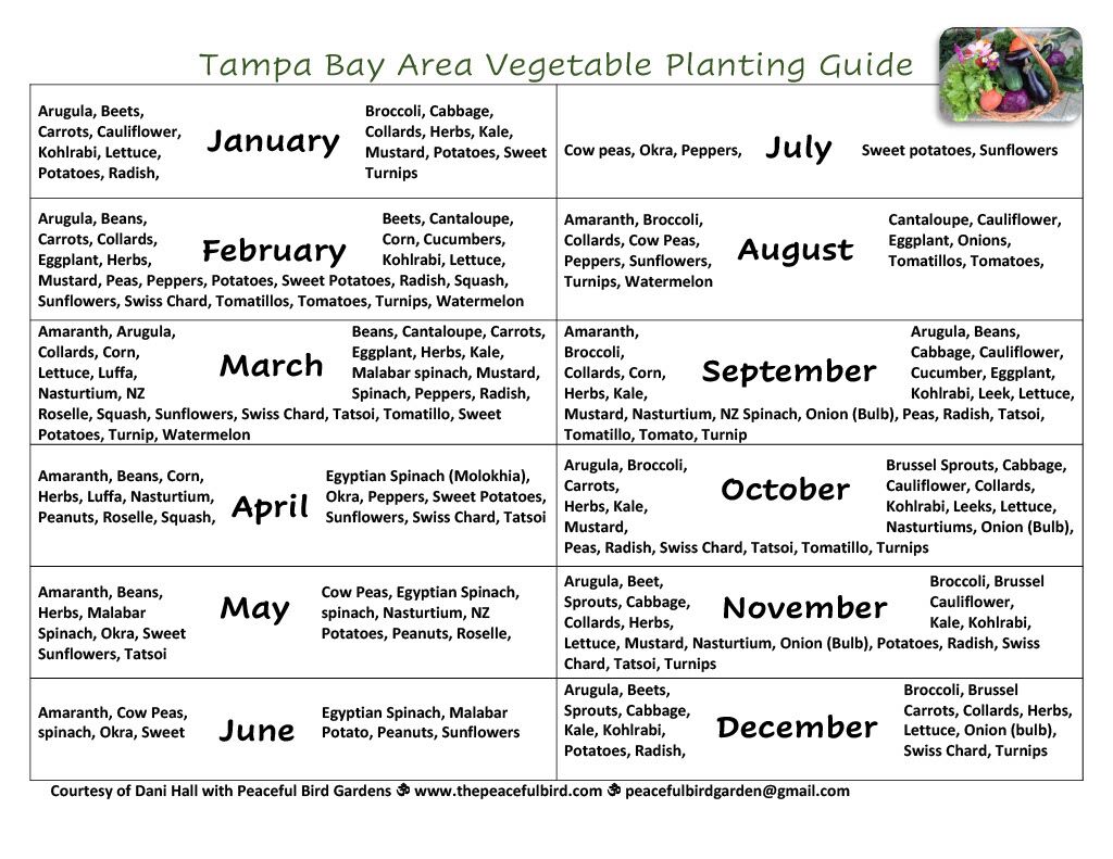 Tampa Bay Area Vegetable Planting Guide The Peaceful Bird